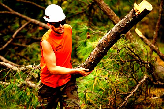 5 Questions to ask tree trimming companies man hold tree