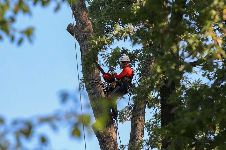 arborist who cuts down trees