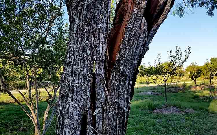 Can you repair a split tree trunk