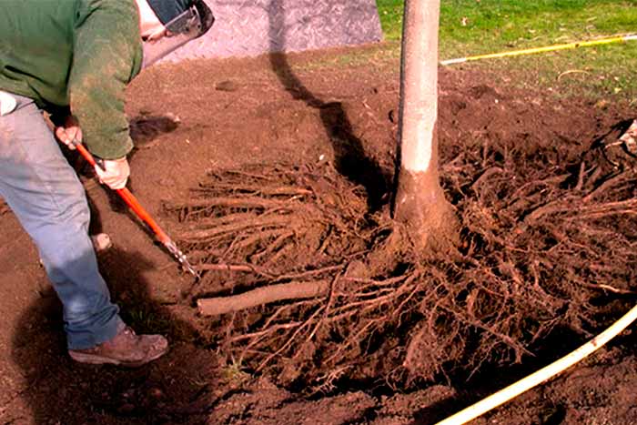Can you trim tree roots man remove roots