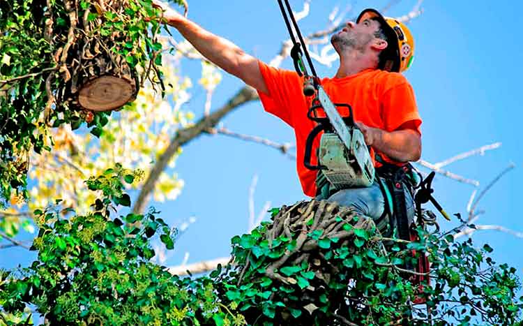 Choosing a good tree removal services near me man works