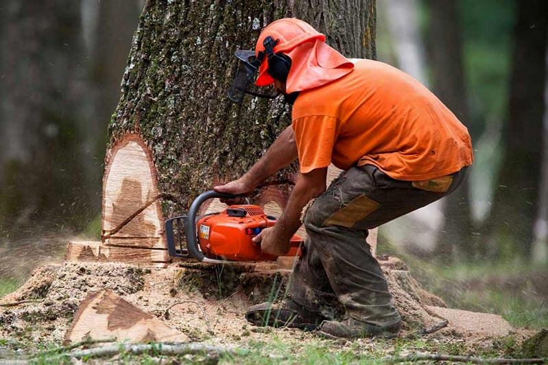 Cost of tree removal based on height