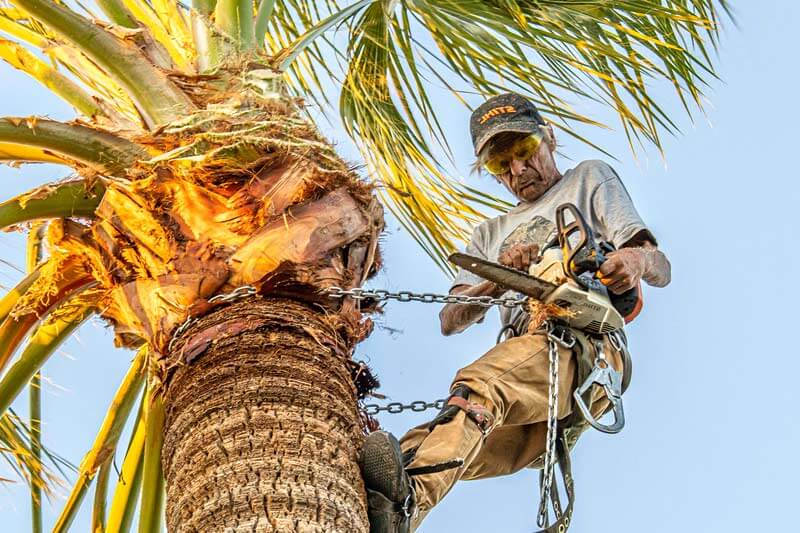 Cost To Trim A Palm Tree In Florida