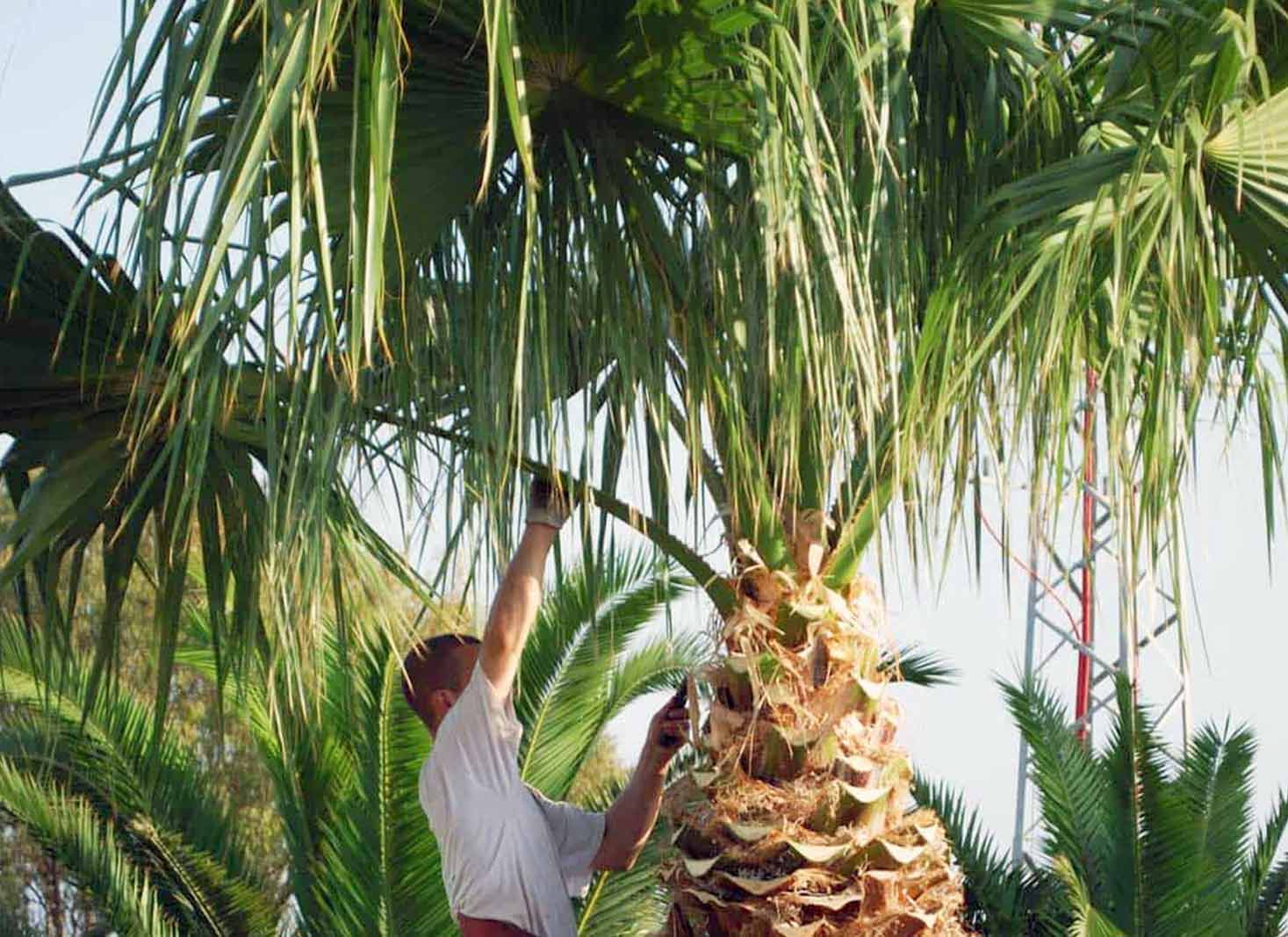 DIY vs. professional palm tree trimming in Georgia