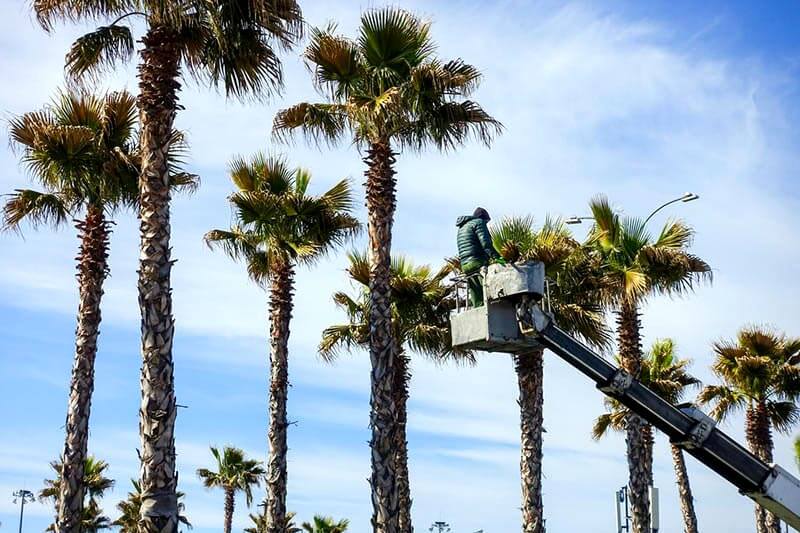 Free palm tree removal
