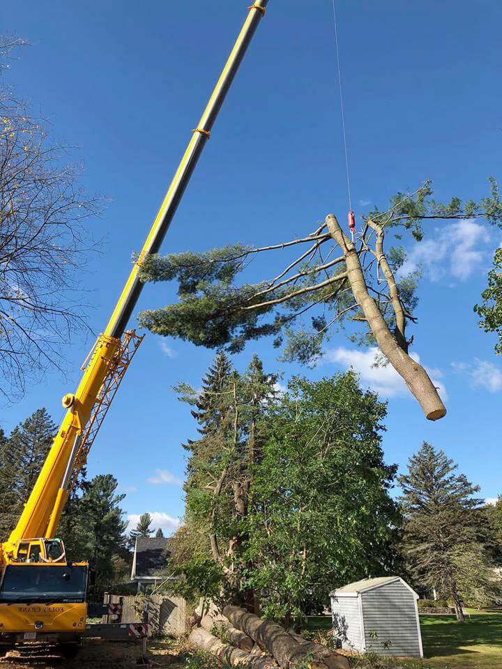 free pine tree removal