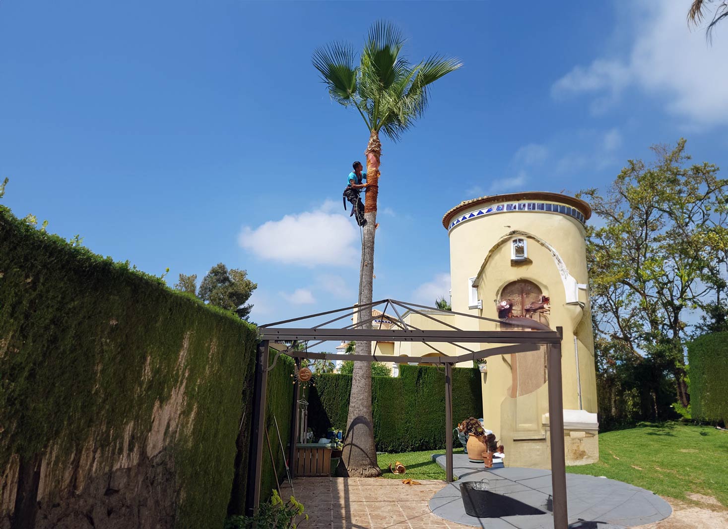 Hiring a professional palm tree trimming service in Phoenix