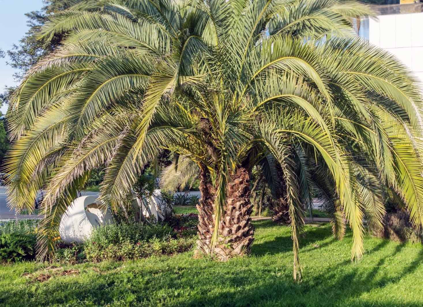 Houston palm tree trimming costs by species