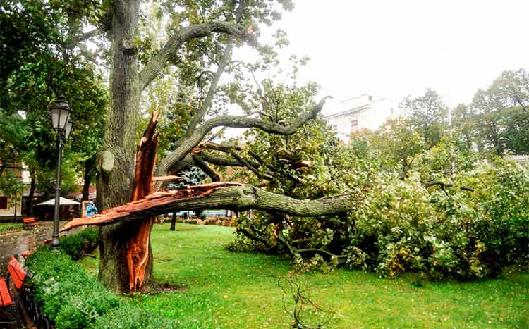 How do you storm proof a tree broken tree