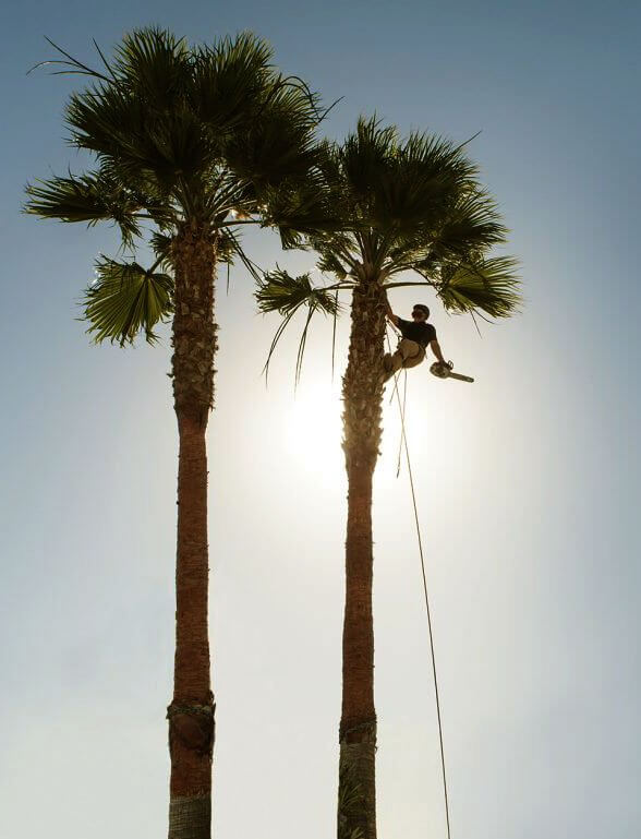 How often should you trim palm trees