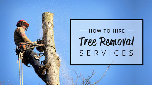 how to hire tree removal services