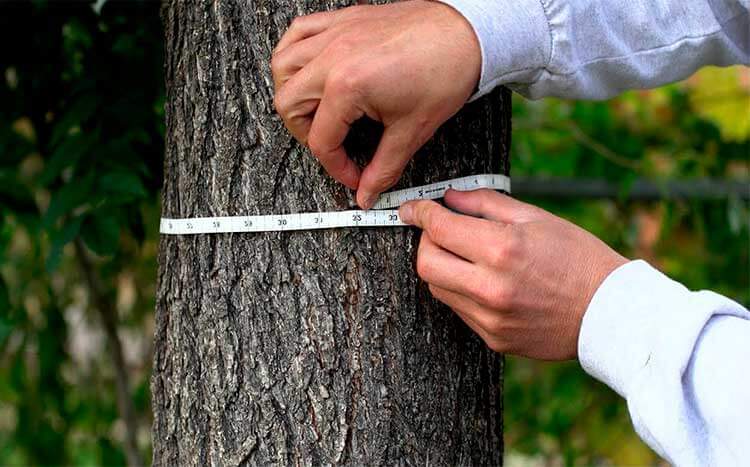 How to Measure A Tree