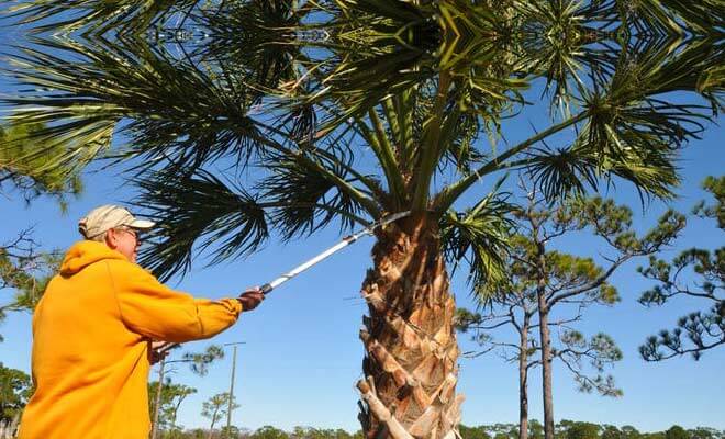 how to trim a palm tree