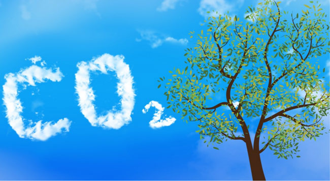how trees clean co2 from the air