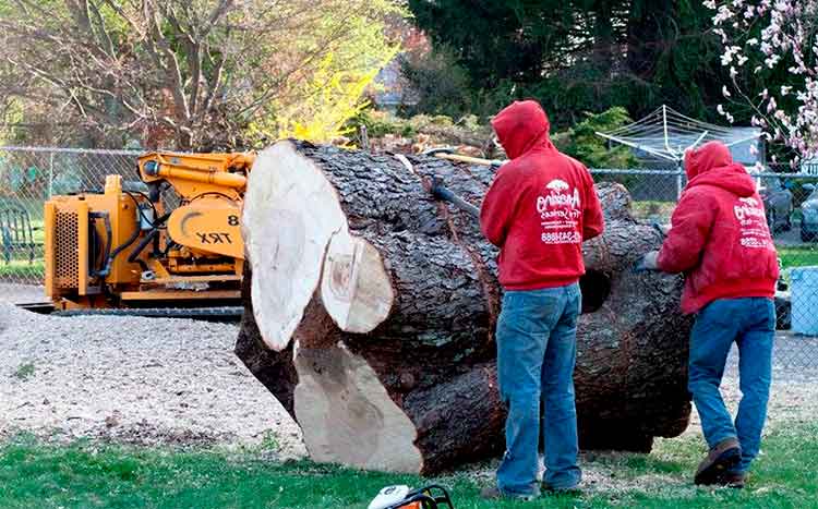 Large Tree Removal Cost in 2021   Calculate Prices Here