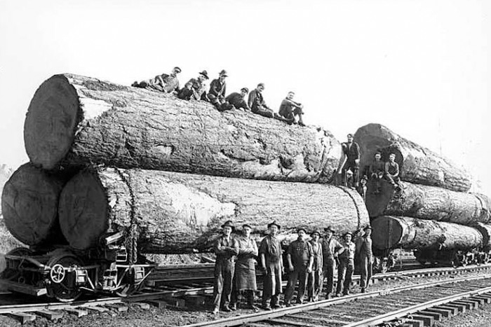 logging trees in 1920