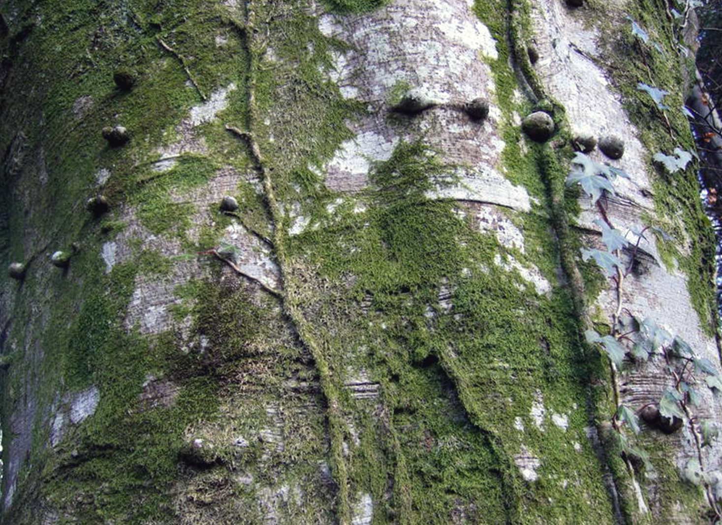 Notable bark features in specific tree species