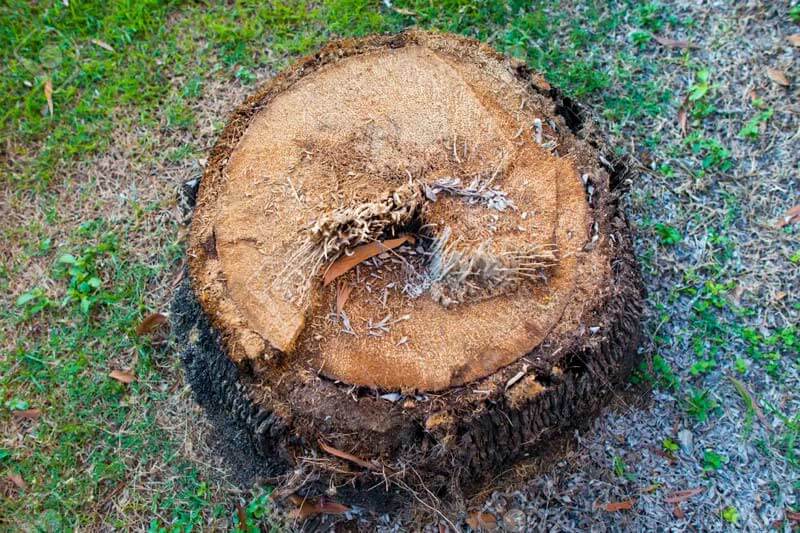 Palm Tree Stump Removal Cost
