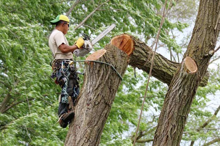 penalty for cutting down tree without permit