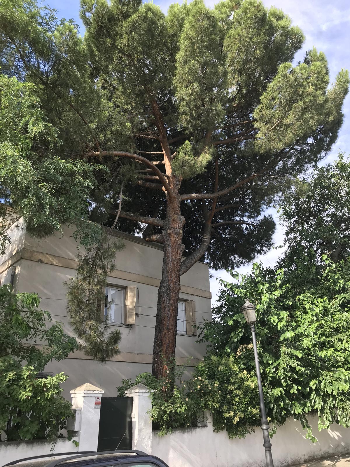 radiata pine tree next to house 1200 x1600