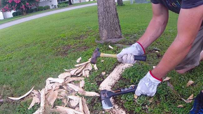 removing surface roots with an axe