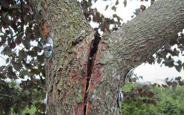 Repair split bark