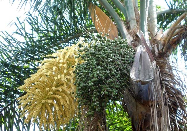 seed pods on queen palm tree