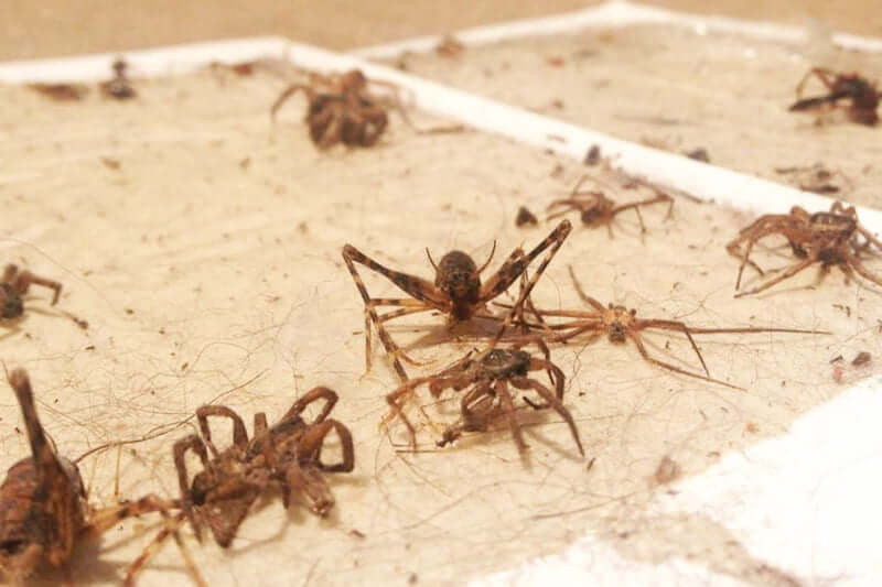 Spider traps