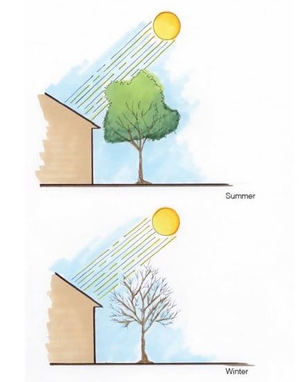 sun penetration of tree in summer and winter