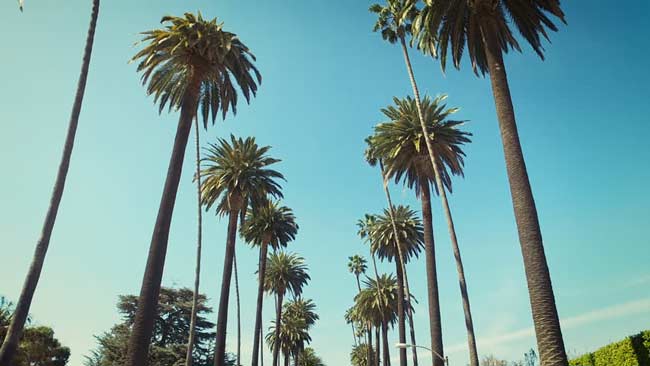 tall palm trees in santa monica