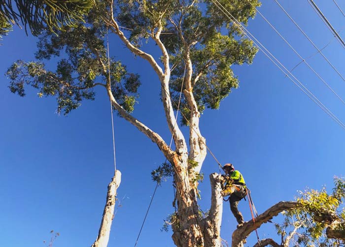tree branch being removed safely by local tree service