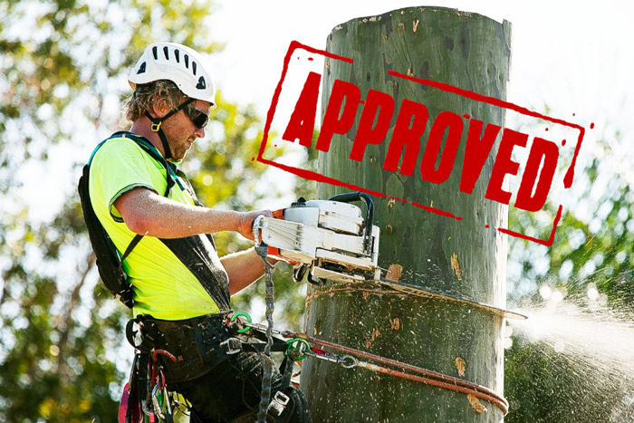 tree cutting permit approved