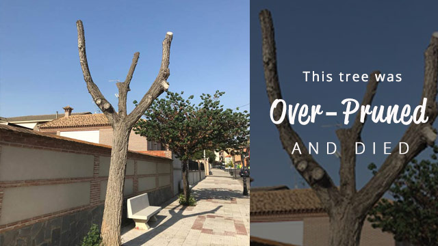 tree dead from over pruning