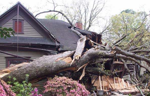 tree fallen on property and house