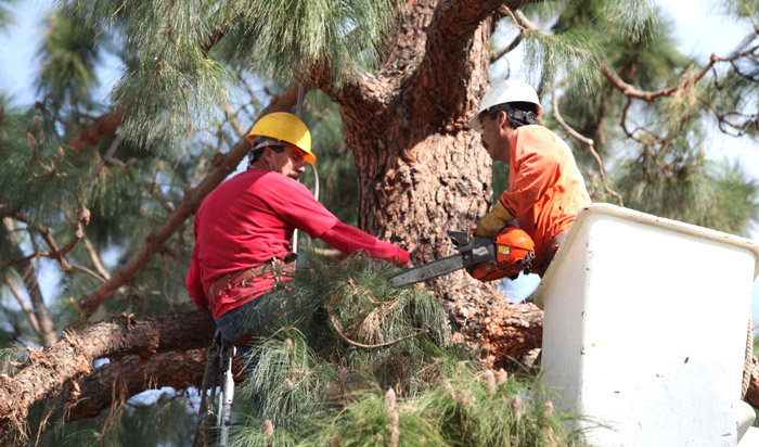 Tree removal permit Albany v2