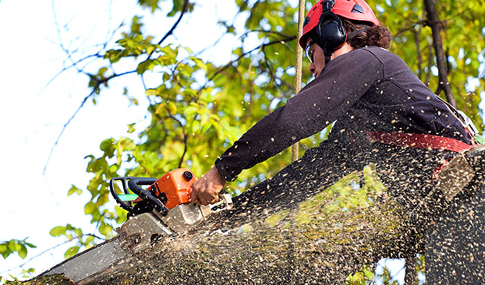 Tree removal permit Arvada 2