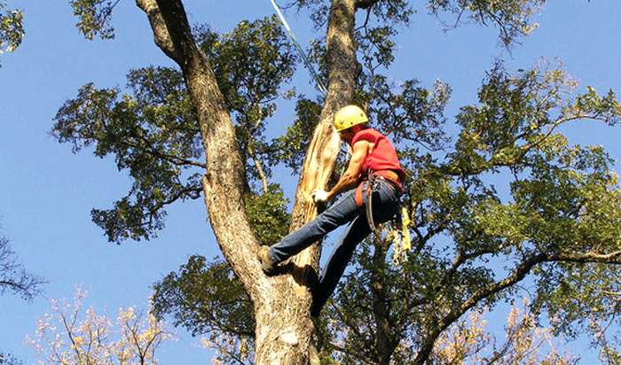 Tree removal permit Atlanta v2