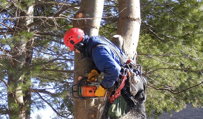 Tree removal permit Sandy Springs v2