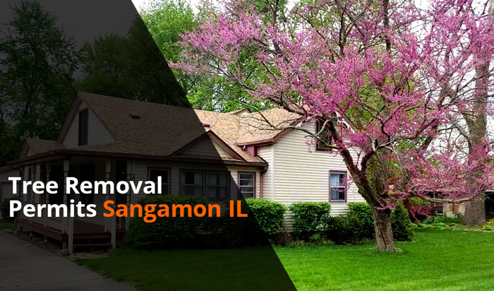Tree removal permit Sangamon