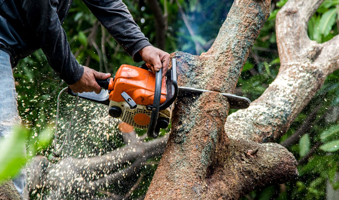 Tree removal permit Santa Clarita 2