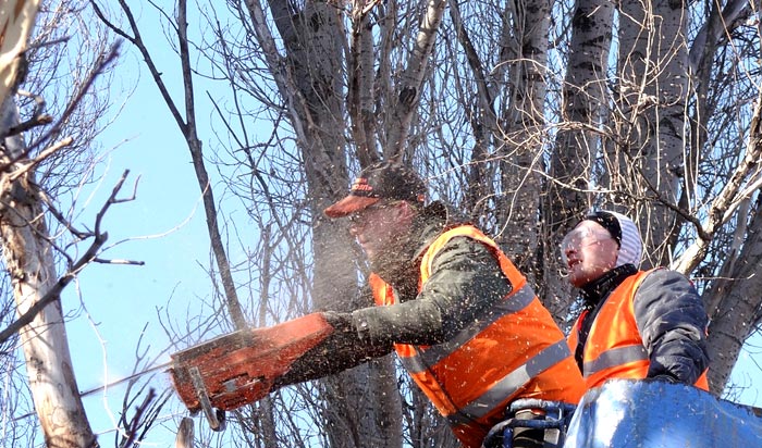 Tree removal permit Syracuse v2