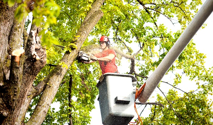 Tree removal permit Winnebago 2