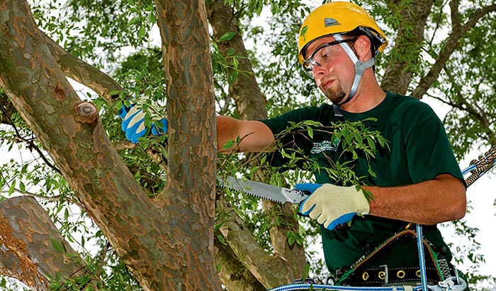 Tree removal permit Woodbridge v2