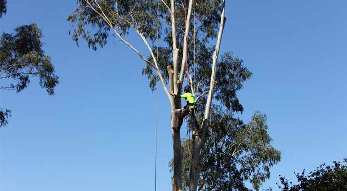 tree arborist certified