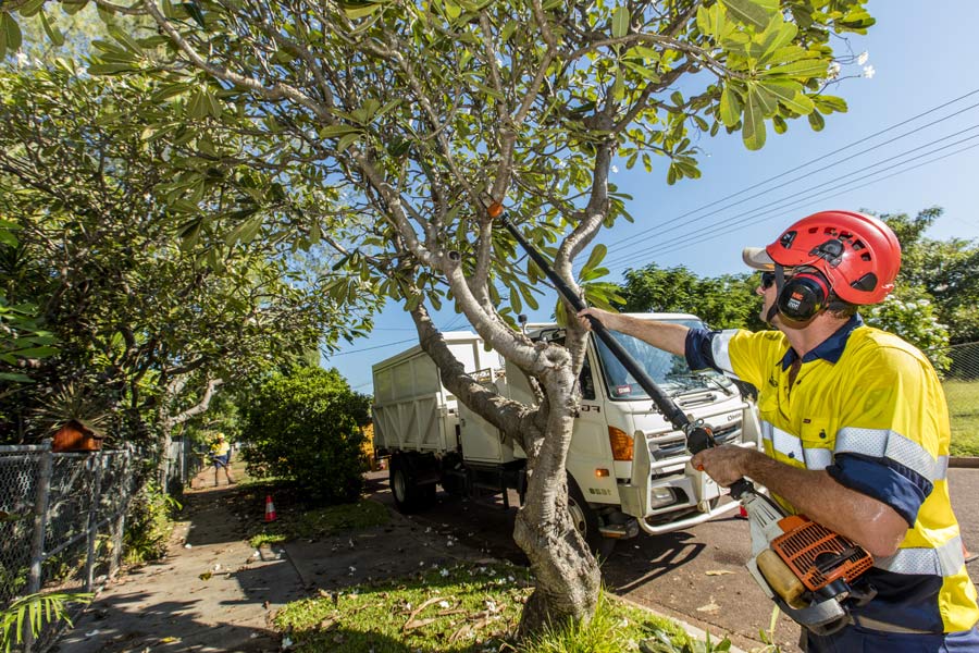 trimming of stree tree by qualified arborist