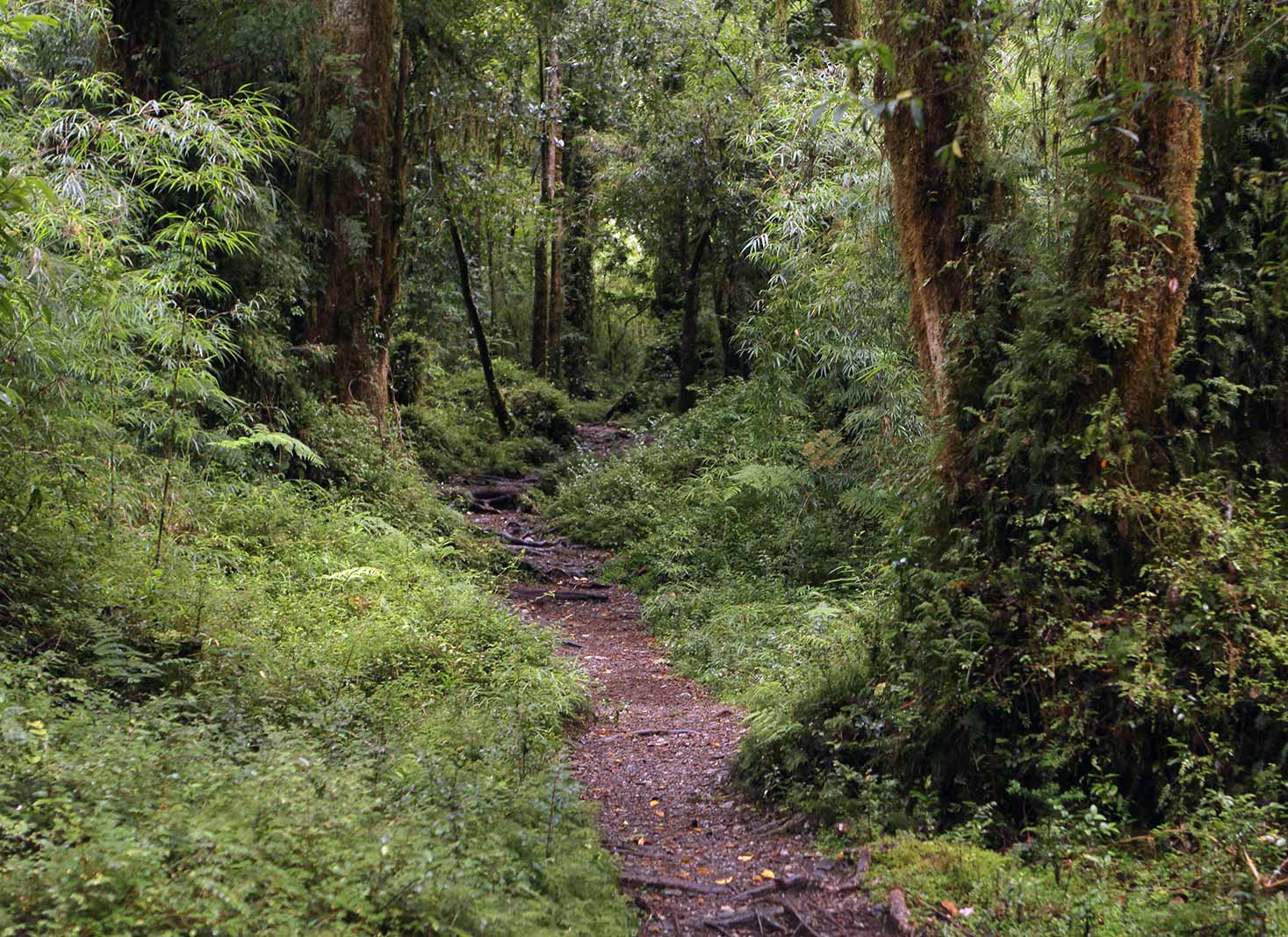 Valdivian Temperate Rainforest