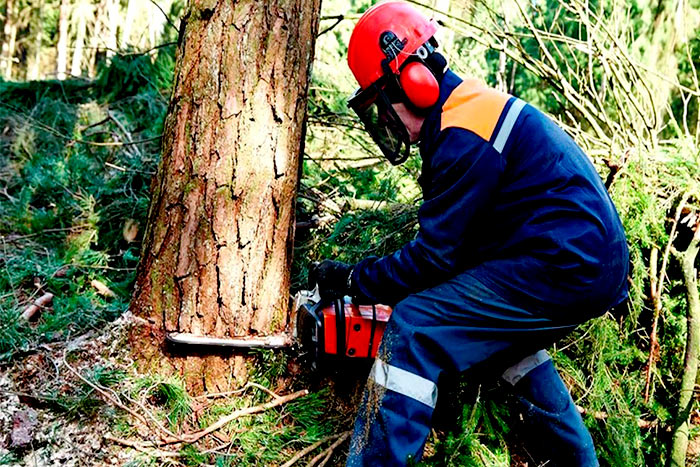 What credentials should an arbor tree service have work in the forest