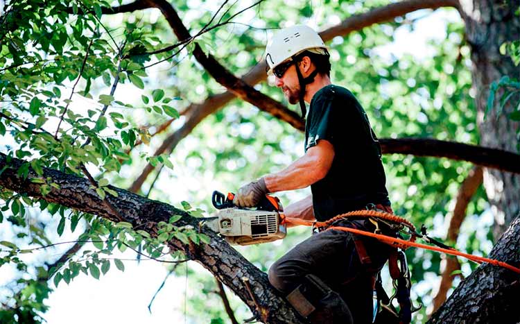What is a level 5 arborist