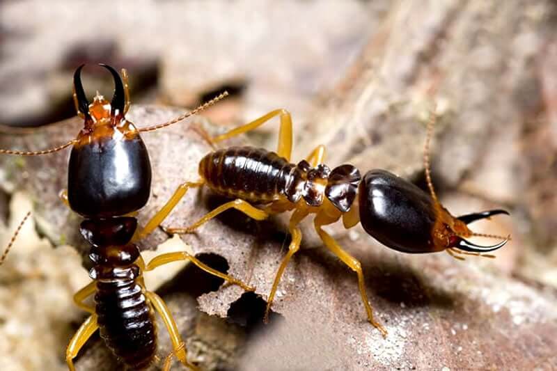 What Is The Lifespan Of Termites