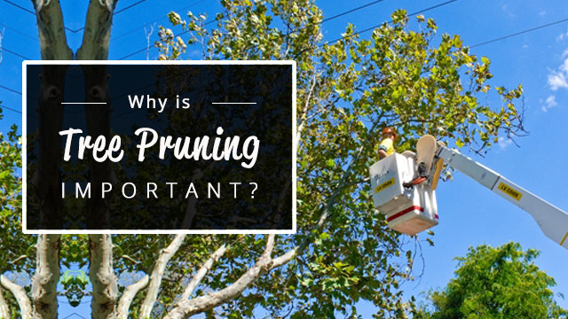 Why is tree pruning important